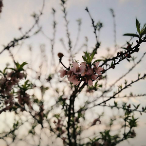 男人吃奶揉捏奶视频
